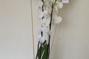 Üyemiz Elif Nur GÖNÜL’ün Düğün Törenine Katılım Sağladık